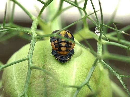 Harmonia axyridis